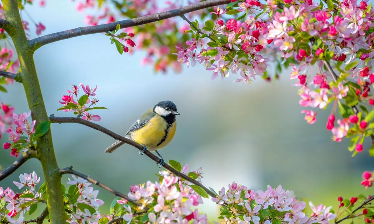 An image depicting spring. A blooming cherry tree with a green tit sitting on one of its many branches.