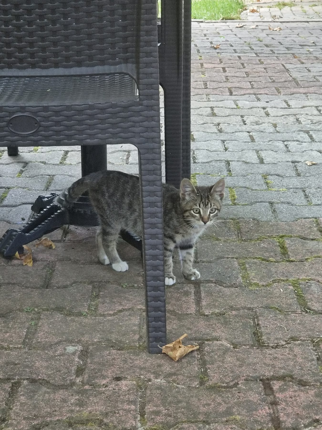A kitten deciding whether to trust me.